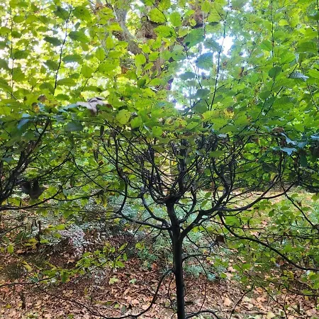 Apartman Lil Bretech *